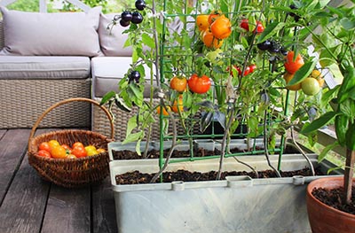 Plants de légumes sur le balcon